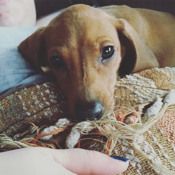 Meet Remington.